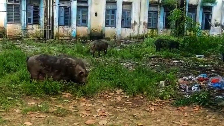 Pigs roam the hospital grounds feeding on waste