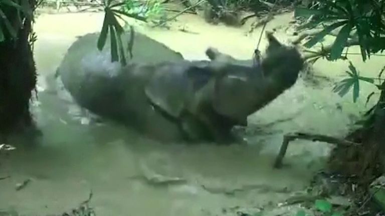 Rare Javan rhinoceros spotted rolling in water