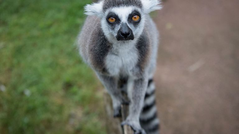 Almost the entire species of lemurs are under threat