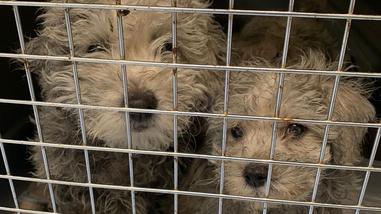 Undated handout issued by the Dogs Trust showing Havanese puppies smuggled from Romania