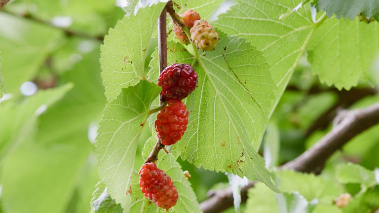 The garden at Buckingham Palace includes Mulberry trees 