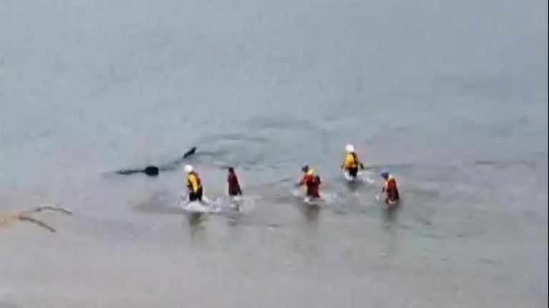 North Yorkshire: Basking Shark Stranded Off Filey Beach Put Down After 