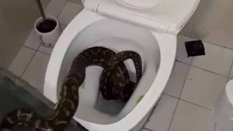 Python is removed from toilet