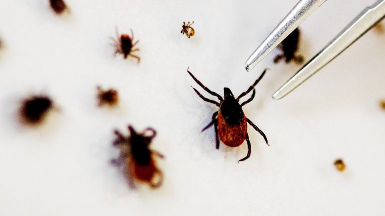 Tick specimens used for a study on the TBE tick virus, which can lead to meningitis