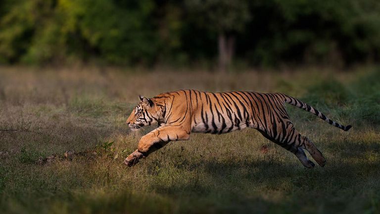 A male Bengal tiger seen leaping in Bandhavgarh National Park, India