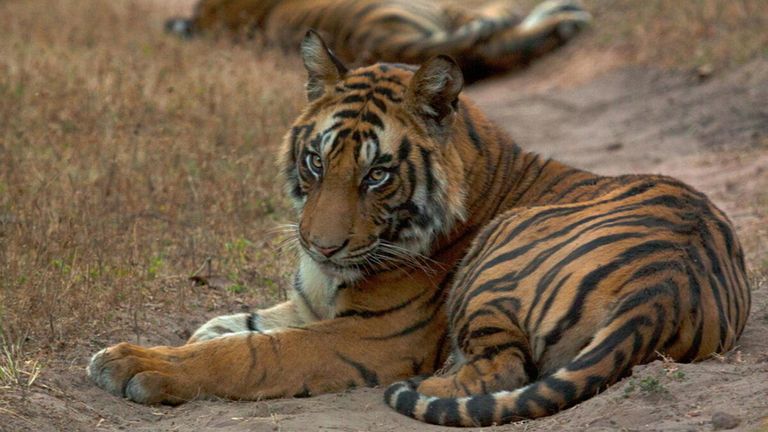 The number of wild tigers is on the increase in Bhutan, China, India, Nepal and Russia