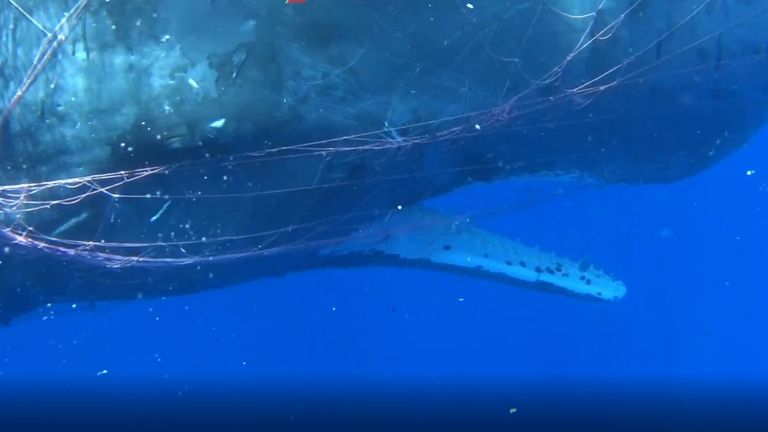 The whale was said to be in an agitated state. Pic: Italian coastguard