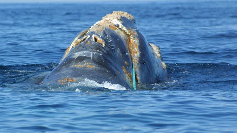 There are believed to be less than 250 North Atlantic right whales in existence