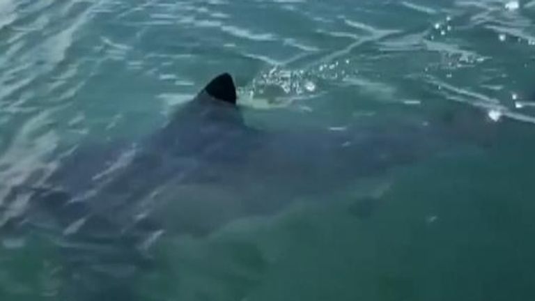 Shark spotted off Nova Scotia coast