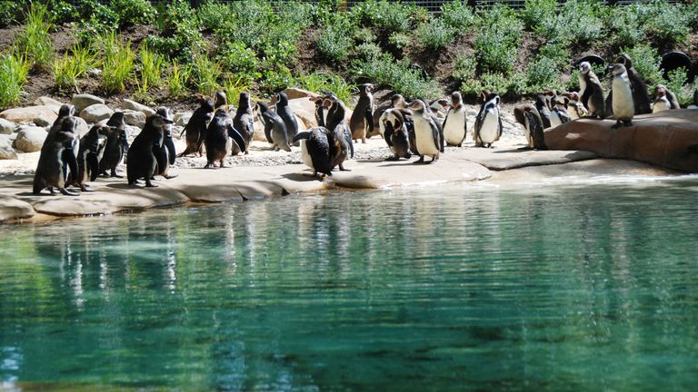 The future of penguins and many other animals at London Zoo will be uncertain if the site is forced to close