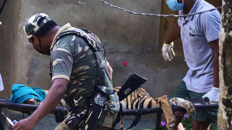 Forest officials carry a tranquillised tiger on a stretcher after it strayed from Kaziranga National Park due to the flooding 