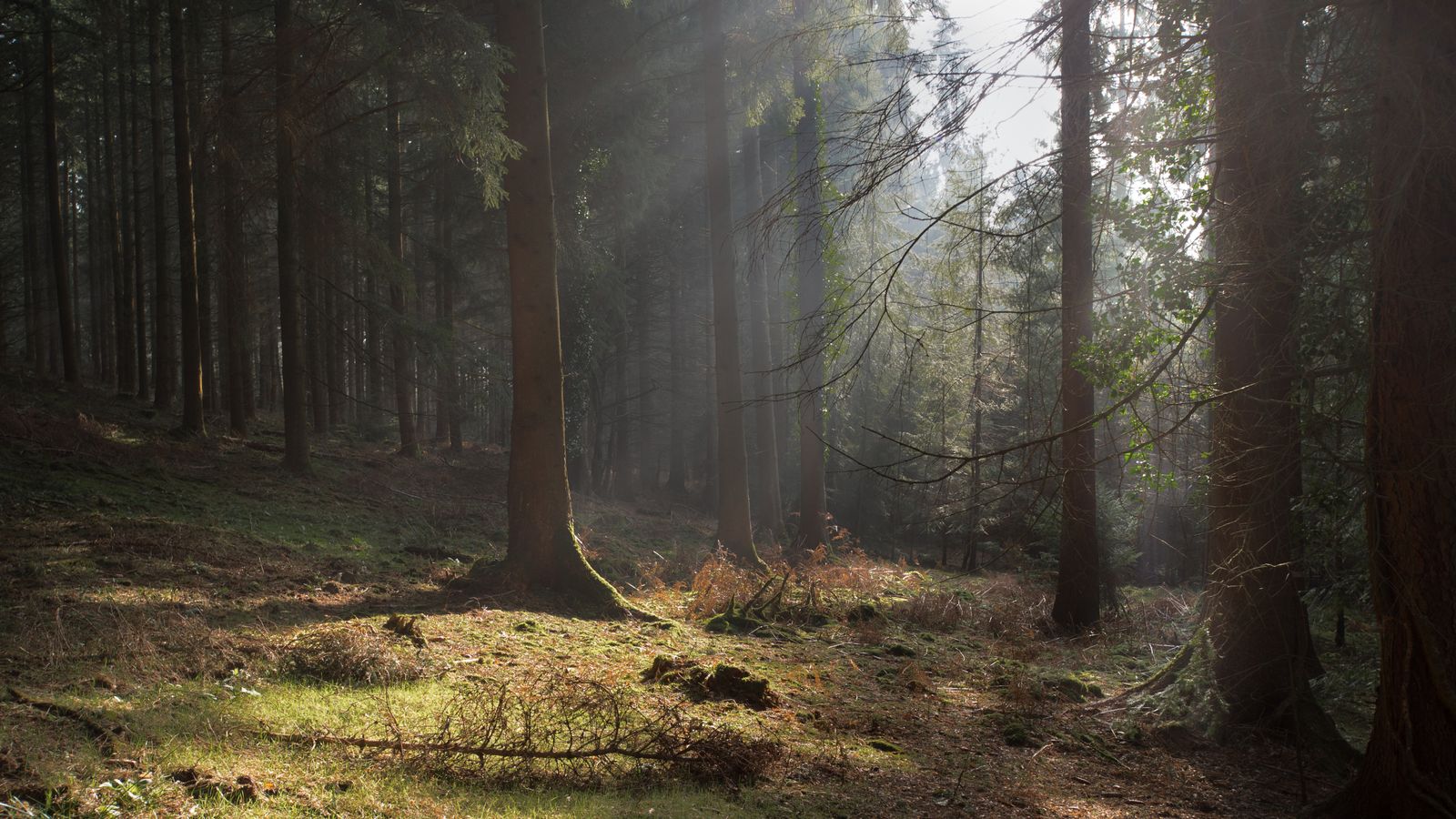 Forest of Dean illegal rave broken up by police UK News Sky News
