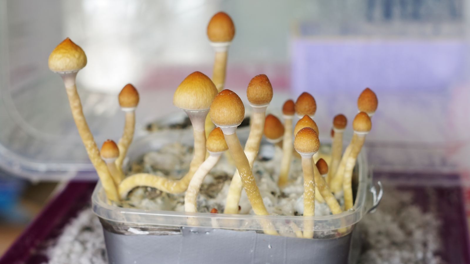Terminally ill Canadians win right to use magic mushrooms for end-of-life  stress | World News | Sky News