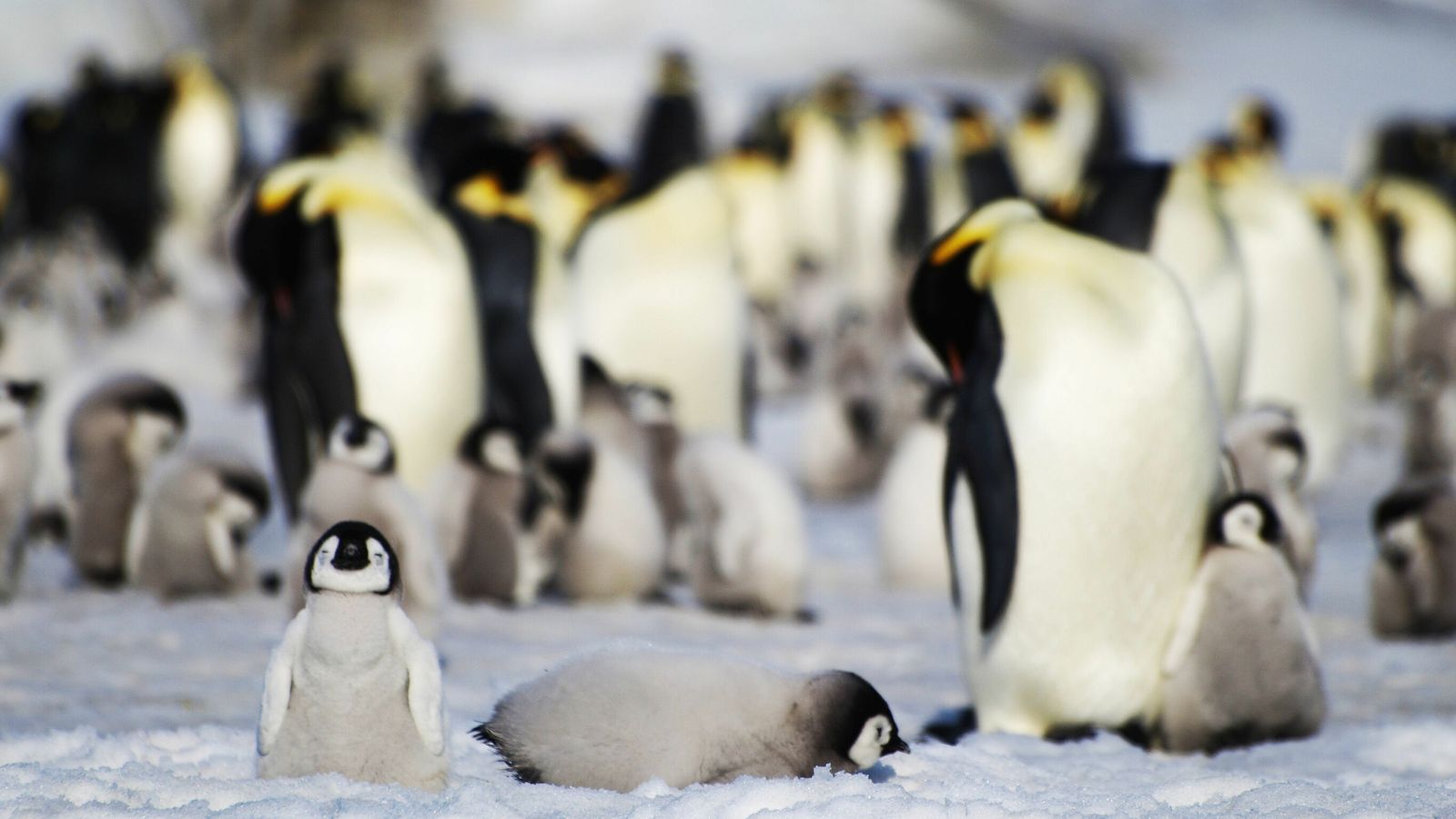 skynews-emperor-penguins-antarctica_5058895.jpg