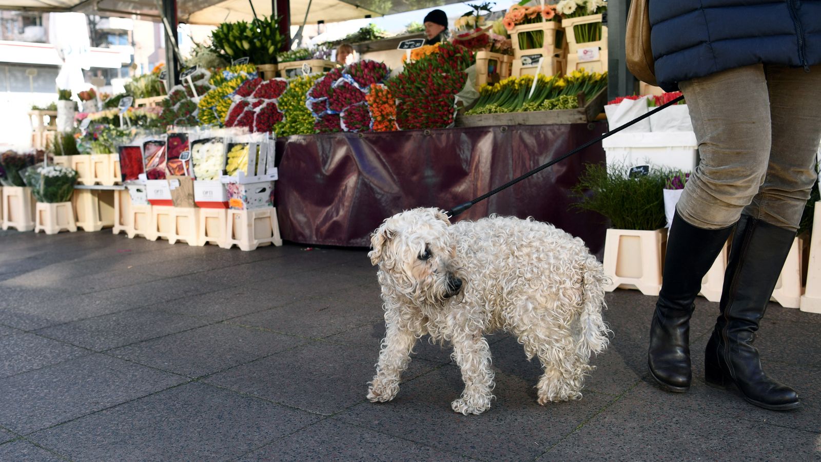 'Pets are not cuddly toys' New rule in Germany says dog owners must(02)