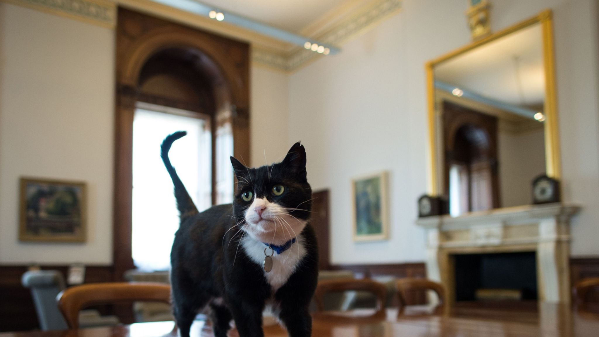 Foreign Office Chief Mouser Palmerston To Leave Whitehall For Quiet Life In The Countryside Politics News Sky News