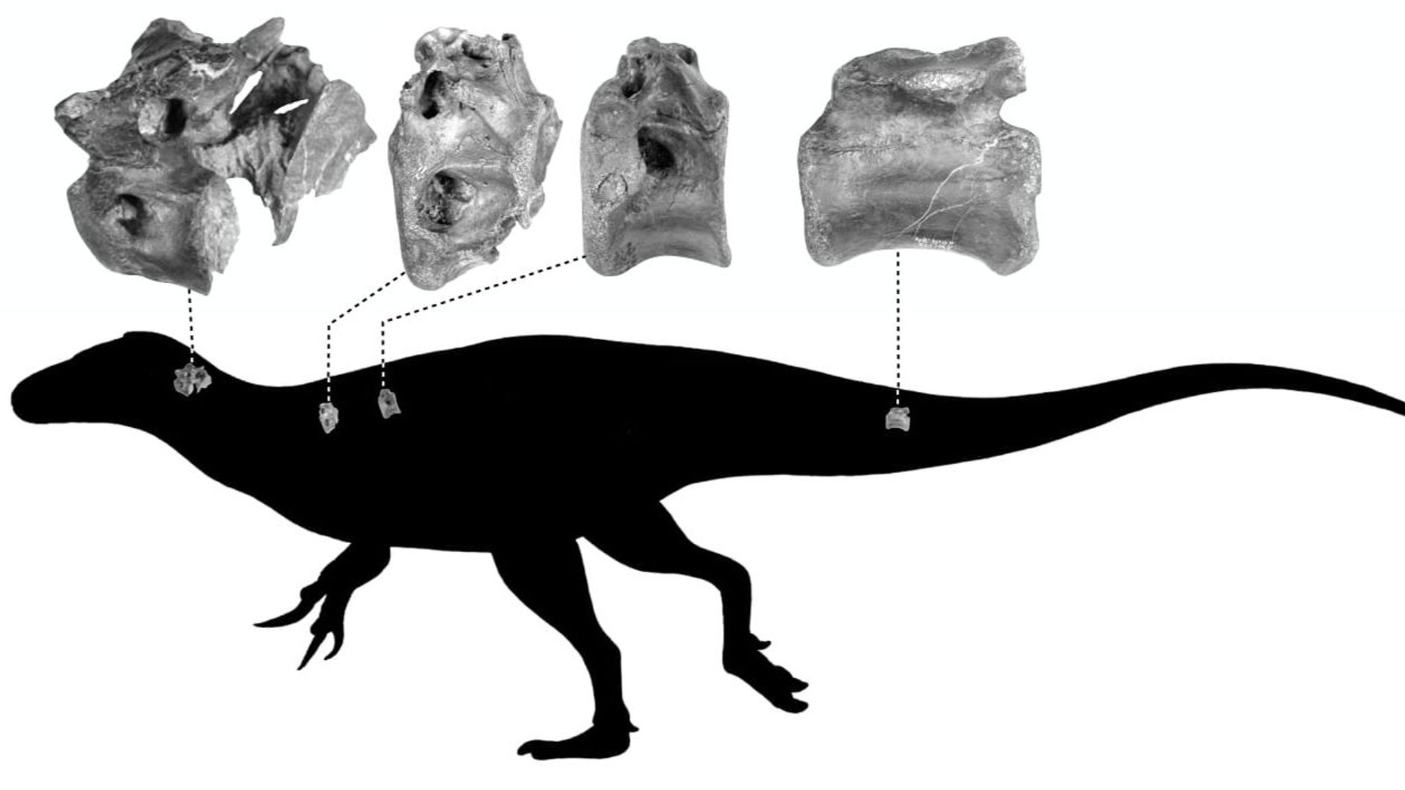 New Dinosaur Species Closest Relative to T. Rex Found