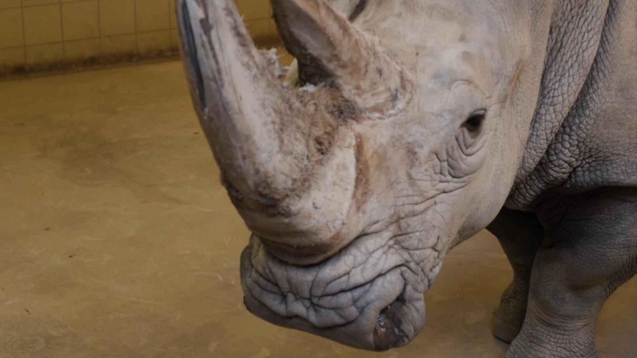 Scientists try to create first rhino test tube baby to save nearextinct species World News