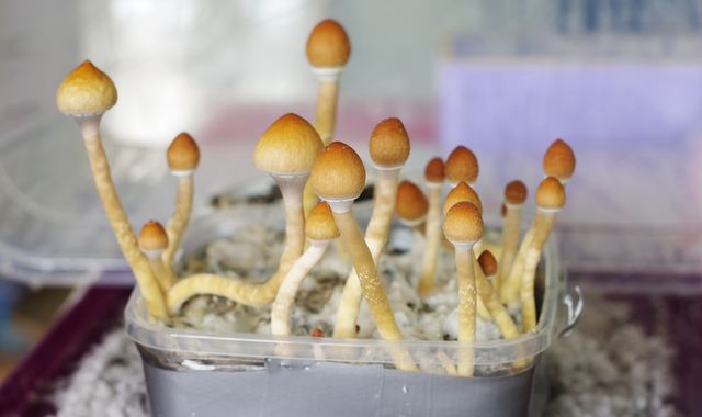 Terminally ill Canadians win right to use magic mushrooms for end-of-life stress