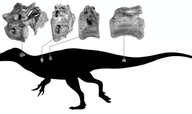 Bones of close relative of Tyrannosaurus rex discovered on Isle of Wight
