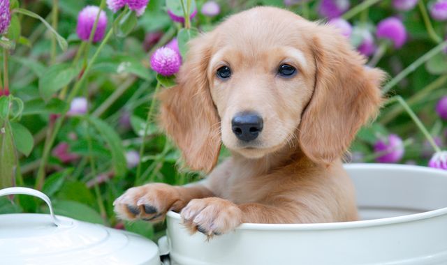 Coronavirus: Fears over dog smuggling as lockdown puppy prices rise by up to 89%