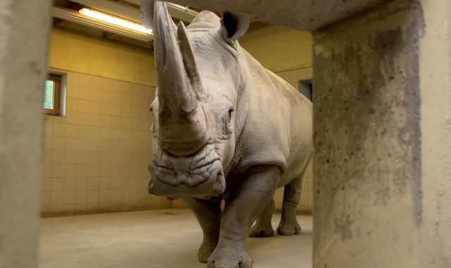 Scientists try to create first rhino test tube baby to save near-extinct species