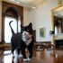Foreign Office cat Palmerston to leave Whitehall for quiet life in the countryside