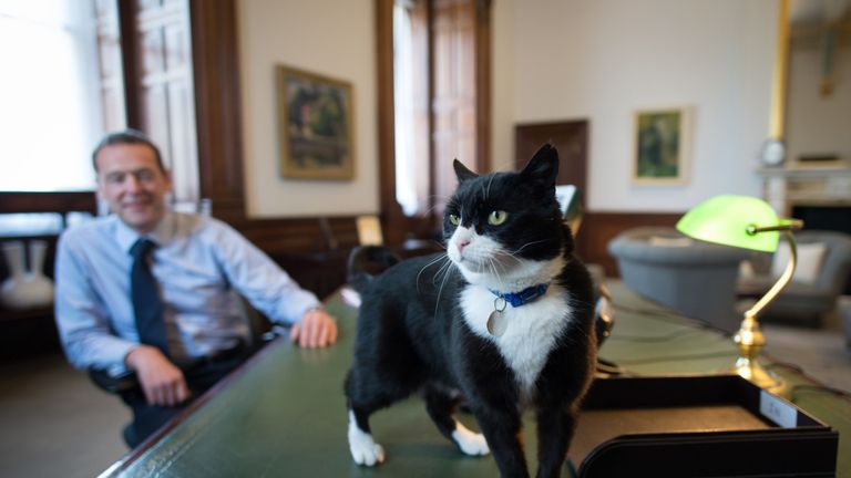 Chief mouser' Palmerston, a rescue cat recruited from Battersea Dogs and Cats Home explores his new surroundings in Permanent Under Secretary, Simon McDonald's office in the Foreign and Commonwealth Office in London.