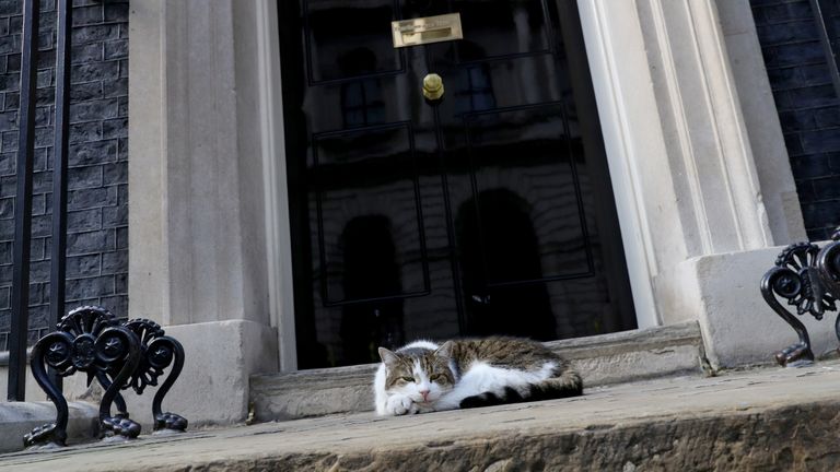 Larry the cat lies in the sun in Downing Street, London.