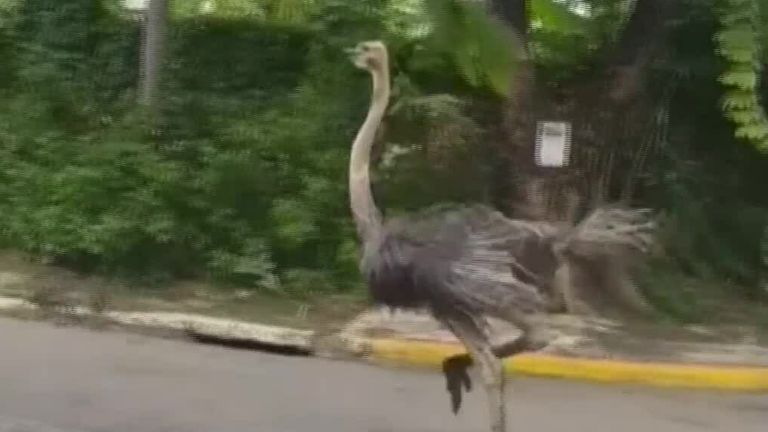 Two ostriches were let loose on a suburb in Manila in which several village residents attempted to capture the birds.