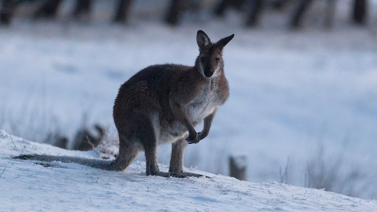 A wallaby walks on a blanket of snow near Lake Eucumbene in Old Adaminaby
