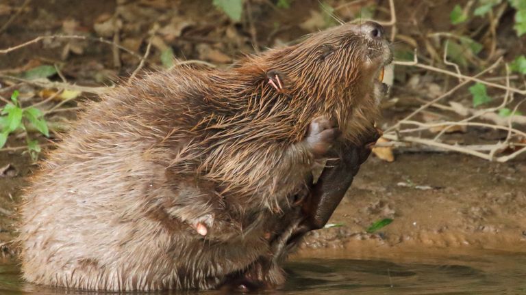 The beavers can continue to breed and expand their range on the river