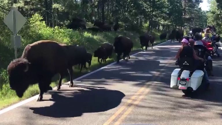 Bikers watch as herd of bison ambles past them in South Dakota