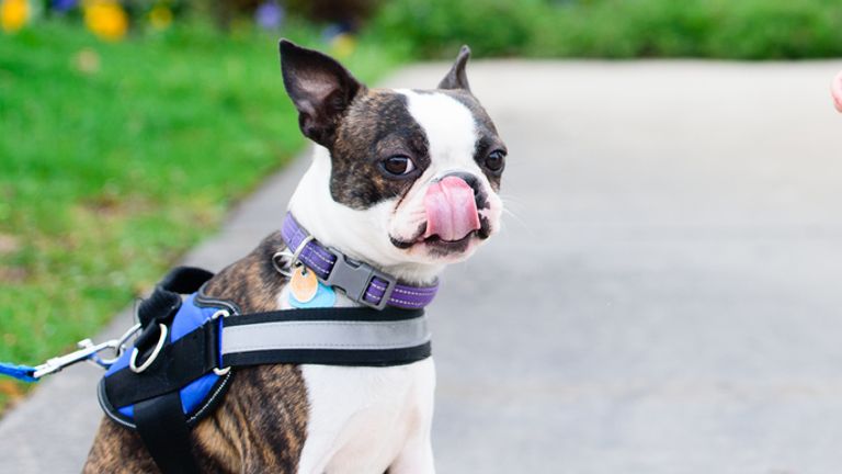 Preschool aged boy standing in front yard, hesitant but excited to say hello to dog. Boston Terrier Pug mix sitting, on a leash, licking his lips.