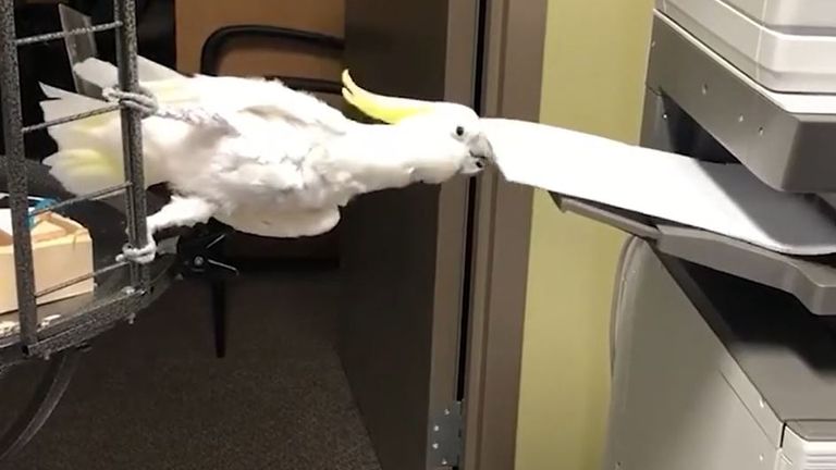 Cockatoo seems to enjoy photocopying experience
