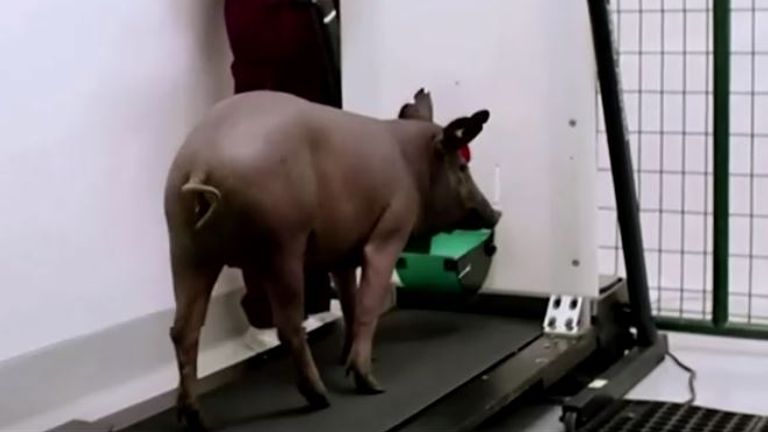 Neuralink unveils pig with computer chip in brain. Pic: Neuralink