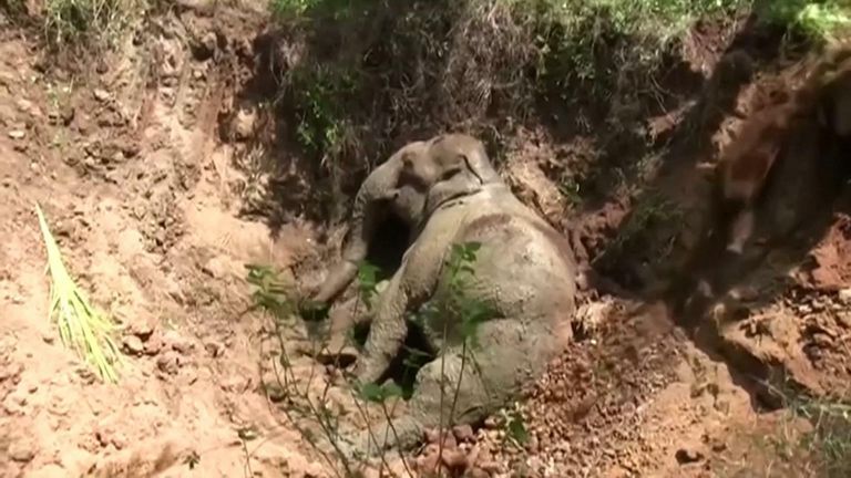 Baby elephant saved