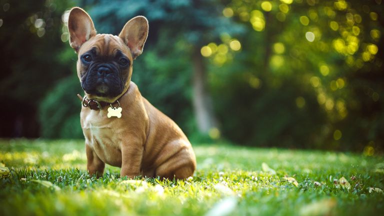 French Bulldog pups went up by 52%
