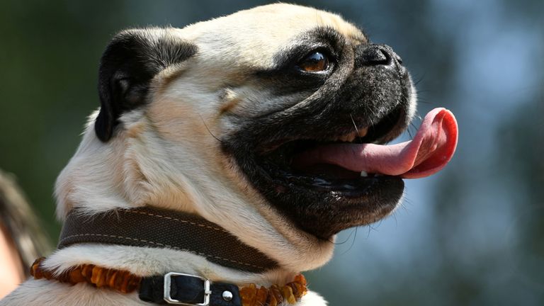 Germany&#39;s most popular breeds include pugs