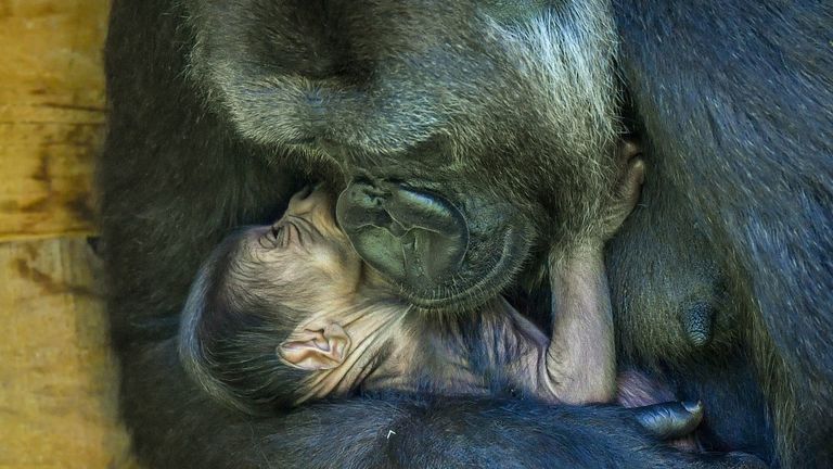 Nine-year-old Kala, a western lowland gorilla, with her 24-hour-old baby, which she gave birth to on Wednesday at Bristol Zoo Gardens
