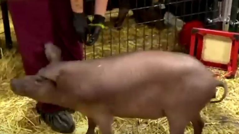 Neuralink unveils pig with computer chip in brain. Pic: Neuralink