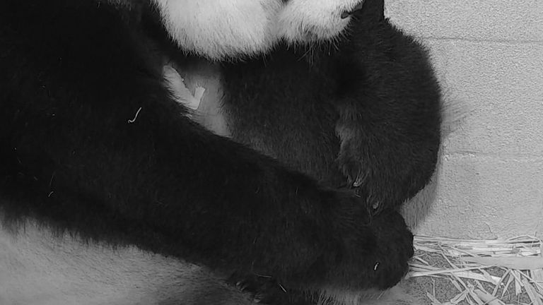 Panda cuddles her tiny baby after rare birth in Washington DC