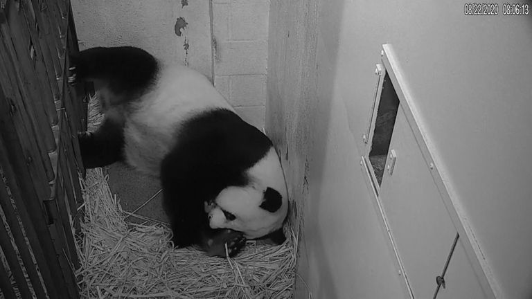 This Panda Cub Is The Size Of A Stick Of Butter Us News Sky News