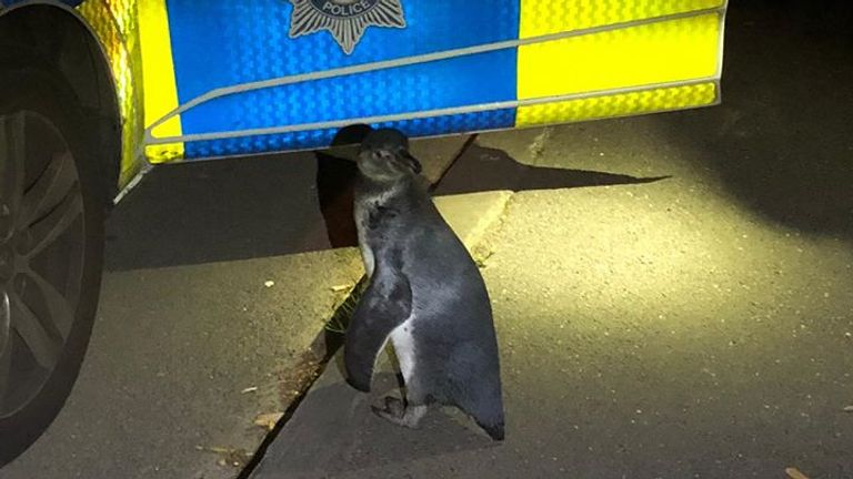 Officers named the penguin Po-Po