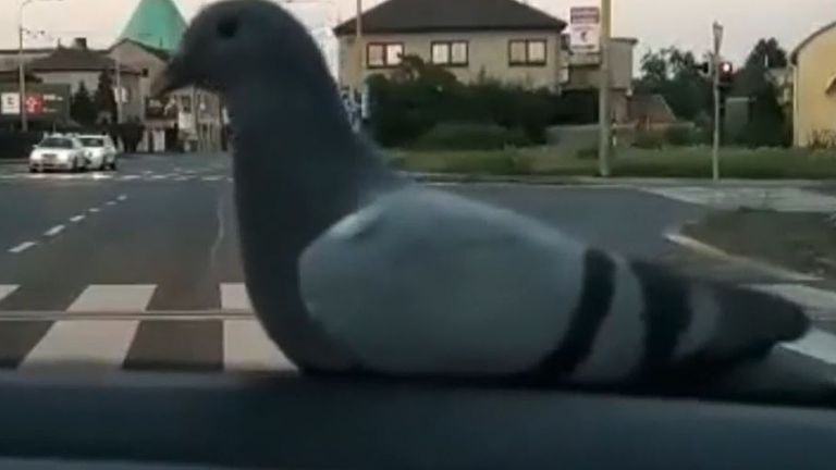 Pigeon takes long ride on police car bonnet