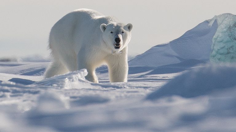 Polar bear Svalbard Islands. File pic