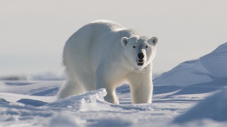 Polar bear Svalbard Islands. File pic