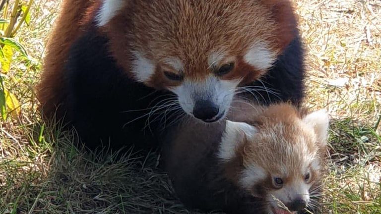 Endangered Red Panda The Size Of An Index Finger Is Born At Zoo In Bedfordshire Uk News Sky News