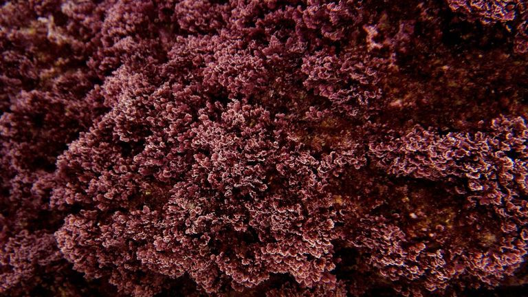 Peyssonnelia seaweed (red algae kind) are pictured in the Mediterranean Sea, in Cassis near Marseille, southern France, on December 21, 2018. (Photo by Boris HORVAT / AFP) (Photo credit should read BORIS HORVAT/AFP via Getty Images)
