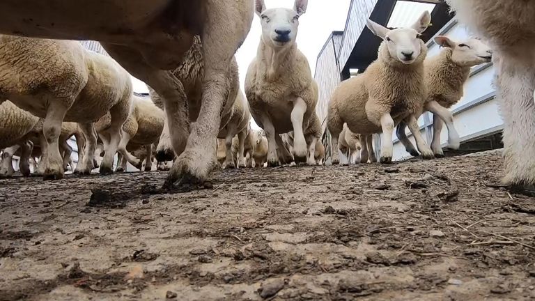 Sheep rustling and other rural crime is said to have cost the UK more than £54m last year